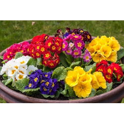 Primrose, English Primrose sumaišykite sėklas - Primula acaulis - 140 sėklų - sėklos