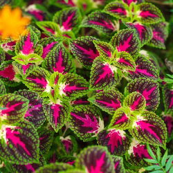 Díszcsalán - Rainbow - Coleus blumei - Lenyűgöző szivárványos lombozat - Friss vetőmagok