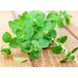Hạt Oregano - Origanum Vulgare - 750 hạt