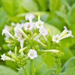 Tembakau Berbunga, Woodland seeds - Nicotiana sylvestris - 25000 biji