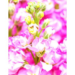 Hạt giống Liroza - Matthiola incana annua - 300 hạt giống