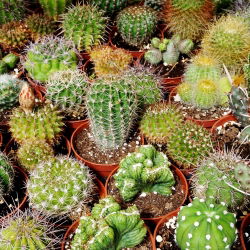 Biji campuran kaktus - 100 biji - Cactaceae - benih