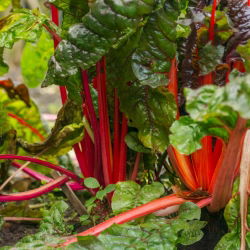 Kırmızı pazı "Ravent" - 225 tohum - Beta vulgaris var. cicla.  - tohumlar