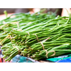 Hạt đậu đũa - Vigna sinensis - 60 hạt