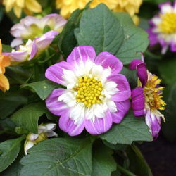 Hạt giống Dahlia Collarette Dandy Mix - Dahlia variabilis - 60 hạt