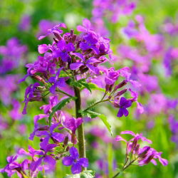 Silver Dollar Plant, Money Plant - Lunaria annua - 45 zaden - Lunaria biennis