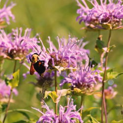 Monarda - 180 semillas
