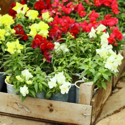 Trailing Snapdragon frø - Antirrhinum majus pendula - 100 frø
