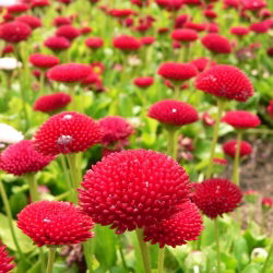 Hạt giống tiếng Anh đỏ - Bellis perennis - 690 hạt