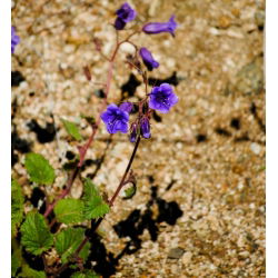 Klokkehonningurt - Phacelia campanularia - Perfekt til solrige blomsterbede og kanter! - Friske frø