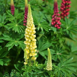 Hạt giống đèn chùm Lupin - Lupinus polyphyllus - 90 hạt