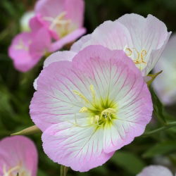 Teunisbloem - gemend - Oenothera - zaden