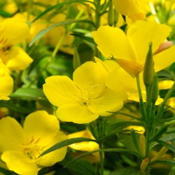 Teunisbloem - gemend - Oenothera - zaden