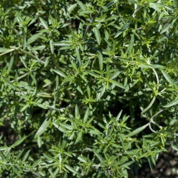 Ajedrea de jardín - Satureja hortensis - Hierba aromática para sabores gourmet - Semillas frescas