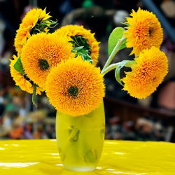 Dwarf Double Sončnična semena - Helianthus annuus fl. pl. - 90 semen