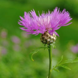 Bajorė amerikinė - (Centaurea americana) - Įspūdingi žiedai skintoms gėlėms - Šviežios sėklos