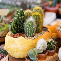 Biji campuran kaktus - 100 biji - Cactaceae - benih