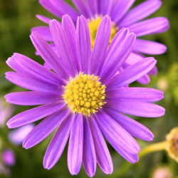 Dukkekrave - blanding - Brachyscome iberidifolia - Farverigt sommerskue - Friske frø