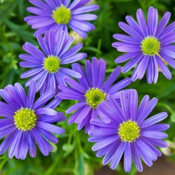 Dukkekrave - blanding - Brachyscome iberidifolia - Farverigt sommerskue - Friske frø