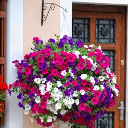 Petunia de Los Balcones - Variada - Petunia x hybrida pendula - Cascadas exuberantes, impresionante belleza colgante - Semillas frescas