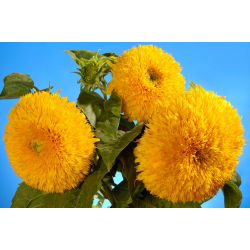 Okrasna sončnična semena - Helianthus annuus - 80 semen