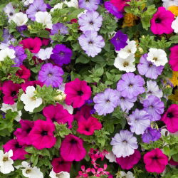 Petunia - balkonblanding - Petunia x hybrida pendula - Luksuriøse kaskader, fantastisk hængeskønhed - Friske frø