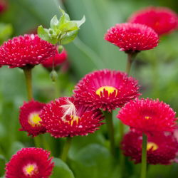 Hạt giống tiếng Anh đỏ - Bellis perennis - 690 hạt