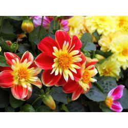 Hạt giống Dahlia Collarette Dandy Mix - Dahlia variabilis - 60 hạt