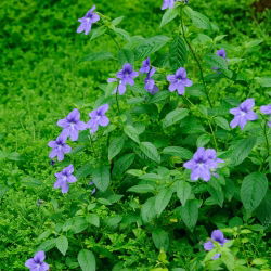 Browallia, Amethyst Flower - Browallia americana - Dainty Blooms for Cottage Gardens - Fresh Seeds