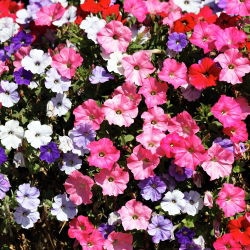 Petunia de Los Balcones - Variada - Petunia x hybrida pendula - Cascadas exuberantes, impresionante belleza colgante - Semillas frescas