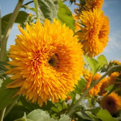 Okrasna sončnična semena - Helianthus annuus - 80 semen