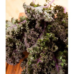 Varză kale - Scarlet - Frumusețe rezistentă de iarnă, cu nuanțe violet intense - Semințe proaspete