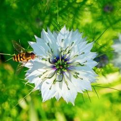 Zwarte komijn - 250 zaden - Nigella sativa
