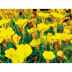 Käenkaalit - Golden Cape - paketti 2 kpl - Oxalis