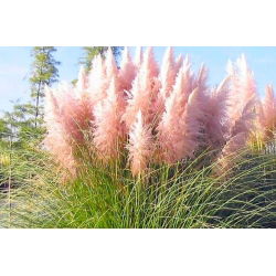 Iarba roz Pampas - portaltoi