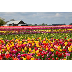 Tulipa Mix - Lale Karışımı - 5 ampul
