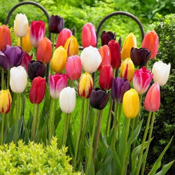 Tulipa Mix - Lale Karışımı - 5 ampul