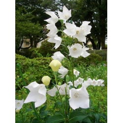 Balloon Flower Fuji White seemned - Platycodon grandiflorus - 110 seemnet