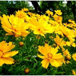 Tickseed seeds - Coreopsis tinctoria - 1000 zaden - Coreopsis grandiflora