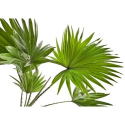 Palm mixed seeds - 5 seeds