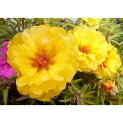 Moss Rose Dvojlôžková Mix - Portulaca grandiflora fl.pl. - 4500 semien - semená