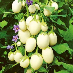 Насіння баклажанів «Золоте яйце» - Solanum melongena - 25 насінин - насіння