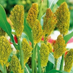 Семе црног просоја - Соргхум нигрум - 60 семена - Sorghum nigrum