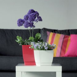 Vierkante bloempot met schotel - Coubi - 12 cm - Crème - 