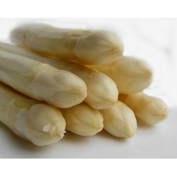 Насіння спаржі - Asparagus officinalis - 50 насінин - Asparagus officinalis L. - насіння