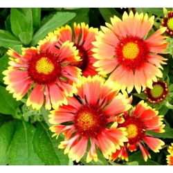 Semená obyčajnej - Gaillardia aristata - 300 semien