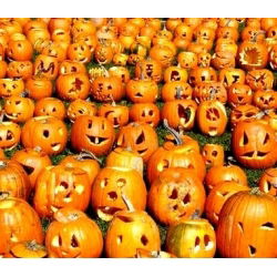 Tykev okrasná - Jack O'Lantern - Obří dýně slávy – dokonalost na Halloween - Čerstvá semena