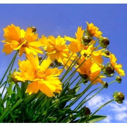 Tickseed seeds - Coreopsis tinctoria - 1000 zaden - Coreopsis grandiflora