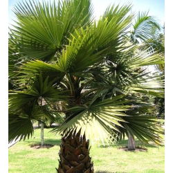Cotton Palm, Desert Fan Palm seeds - Washingtonia filifera - 5 seeds