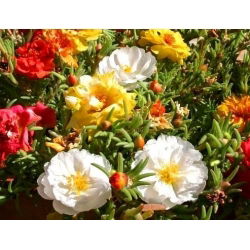 Moss Rose Dvojlôžková Mix - Portulaca grandiflora fl.pl. - 4500 semien - semená
